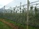 深緑色の HDPE の農業のための紫外線、30gsm - 50gsm の反あられの網