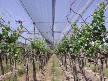 ブドウ園/ブドウの習慣のための高力プラスチック反あられの網