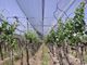 ブドウ園/ブドウの習慣のための高力プラスチック反あられの網